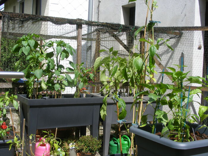 Some Of My Sweet Peppers And Chili In Front Of The Cat Enclosure On Our Terrace