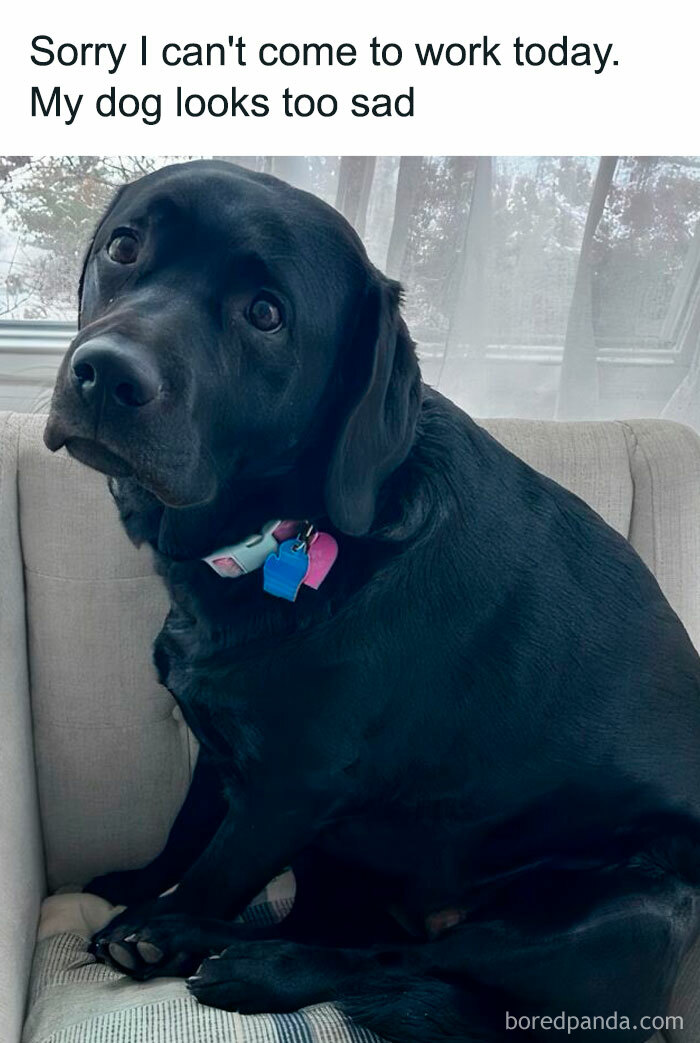 Black dog sitting on a couch with a sad expression, a funny work meme about not going to work today.