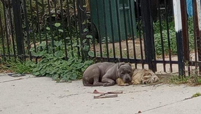 Two loyal stray pups lying close together on a sidewalk near a black metal fence, refusing to be separated.