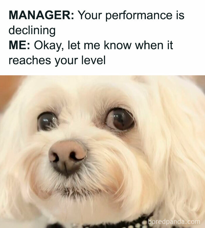 Cute white dog meme showing a funny work moment with a declining performance joke between manager and employee.