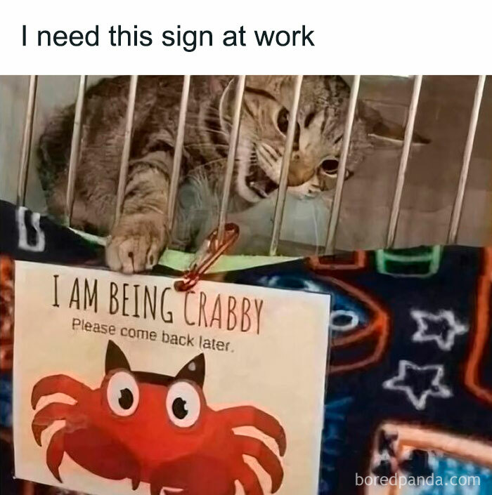 Tabby cat behind bars with a funny crabby sign, a humorous work meme to keep you going until Friday.