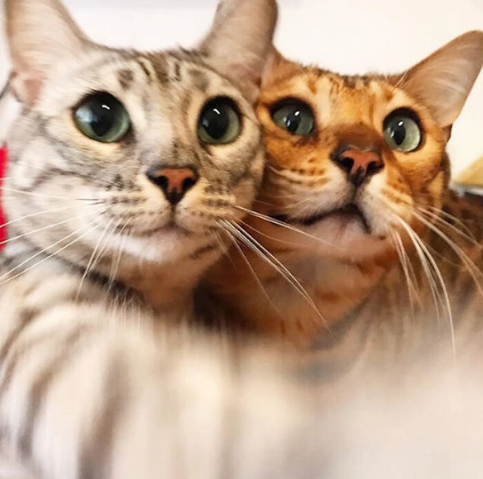 While You're Away, Your Cat's Taking Selfies (10 Pics)