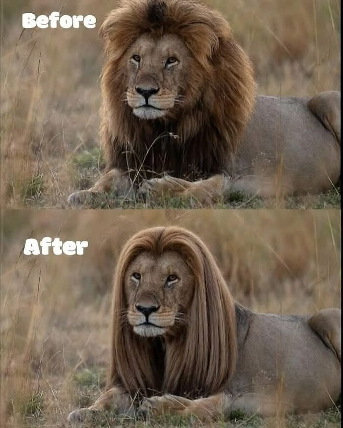 Lion shown before and after with funny animal memes highlighting a hairstyle transformation in a natural grassy setting.