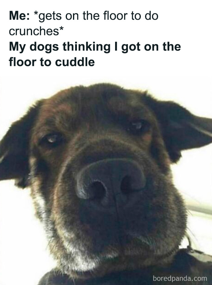 Dog looking confused while owner gets on the floor to do crunches, a funny gym meme for fitness enthusiasts.