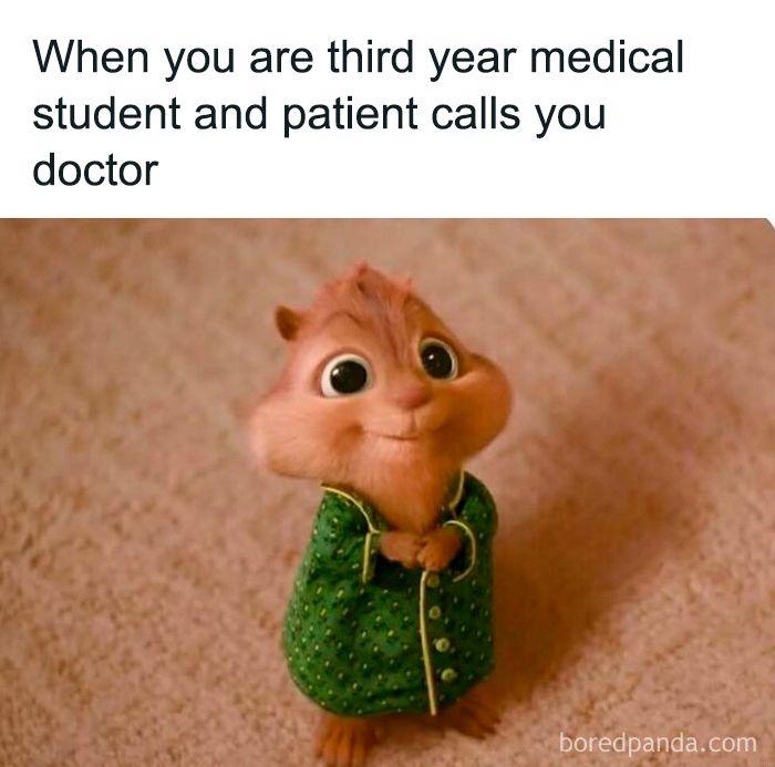 Cute chipmunk in a green robe looking proud, illustrating a medical student feeling like a doctor in medical memes.