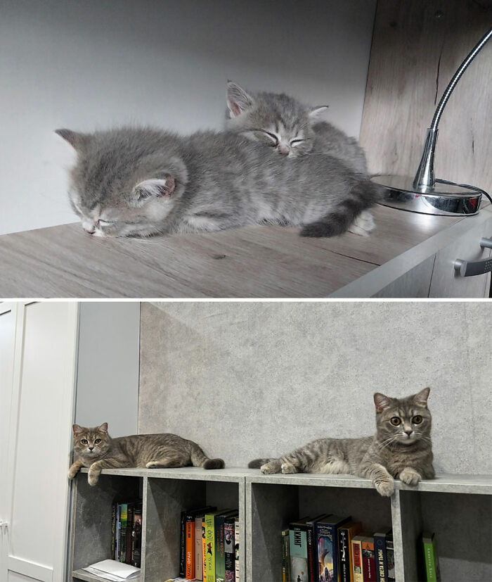 Two grey kittens sleeping on a table and later grown cats resting on a bookshelf in a home setting.