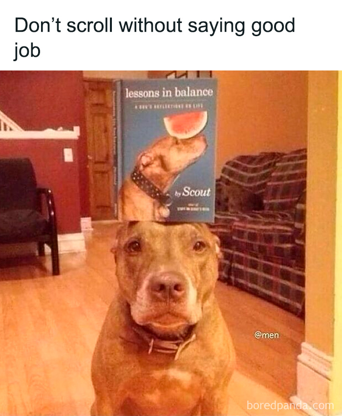 Dog balancing a book on its head with a playful caption, fitting weird and unhinged humor memes style.