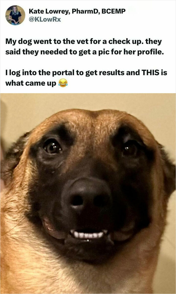 Close-up of a dog smiling awkwardly, featured in one of the funny dog memes that are surprisingly relatable online.