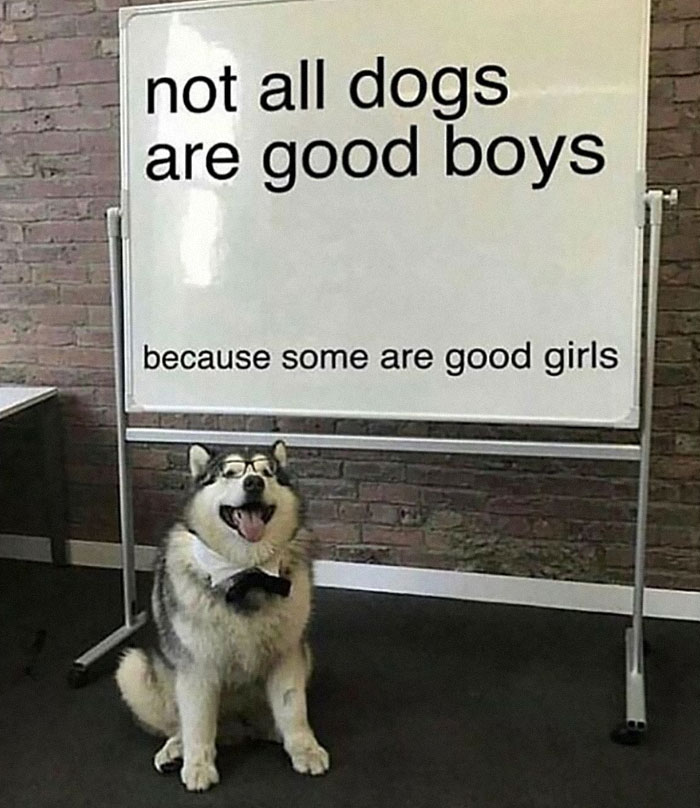 Happy dog wearing glasses and a bow tie sitting in front of a whiteboard with a funny dog meme message.