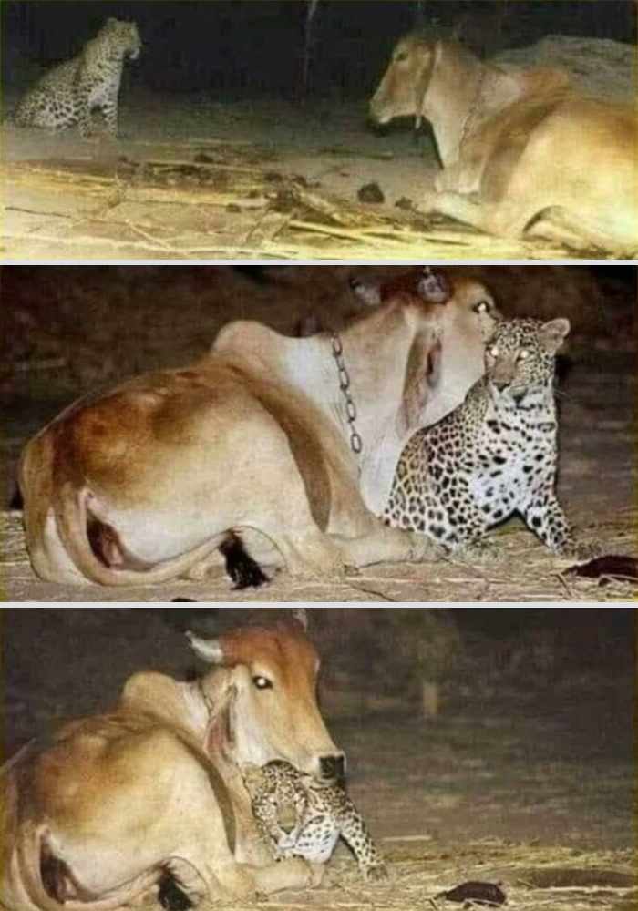 Cow and leopard sharing a gentle moment together, showcasing absolutely adorable animal interaction in a nighttime setting.