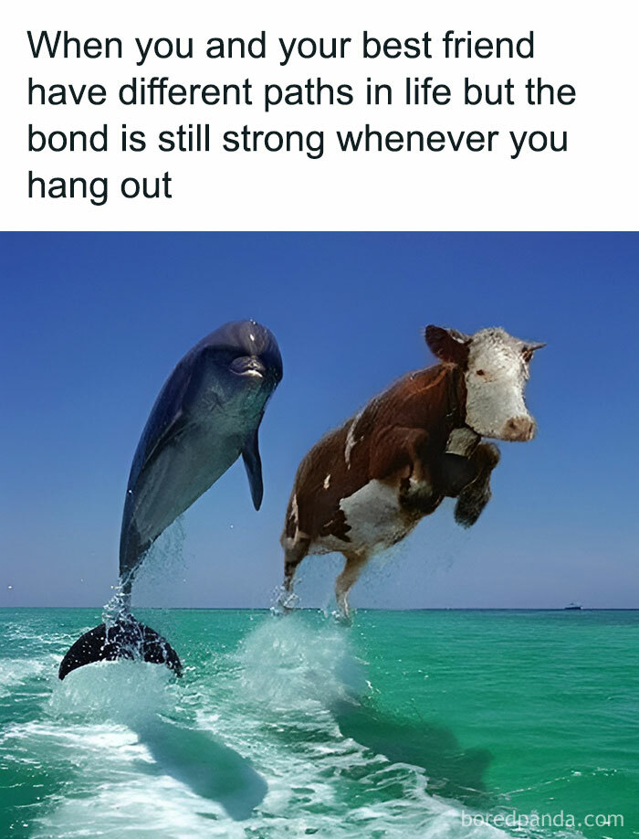 A funny friendship meme showing a dolphin and cow jumping out of water, symbolizing relatable friendship moments.