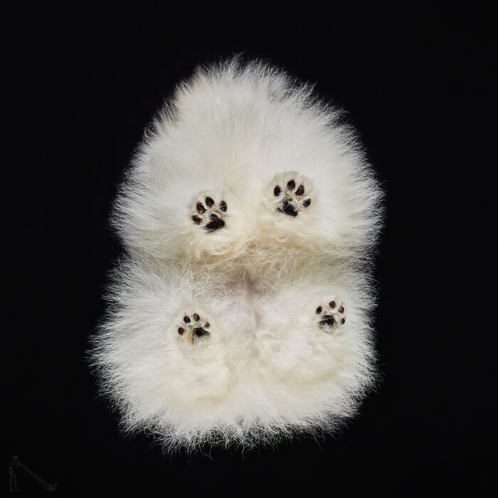 Fluffy white animal lying on its back showing its adorable paws in a funny animals photo.