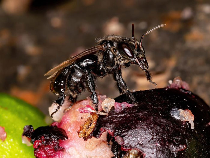 Close-up of a black bee exhibiting real animal behaviors while feeding on decayed fruit in its natural habitat.