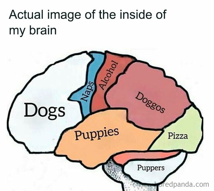 Diagram of a brain labeled with sections for dogs, doggos, puppies, puppers, naps, alcohol, and pizza in a funny dog memes style.