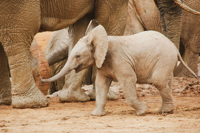 Baby elephant walking among adult elephants on muddy ground, illustrating unusual or bizarre laws including a Norwegian town ban. - 4