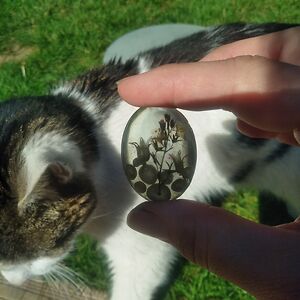 daqadoodles_1 avatar