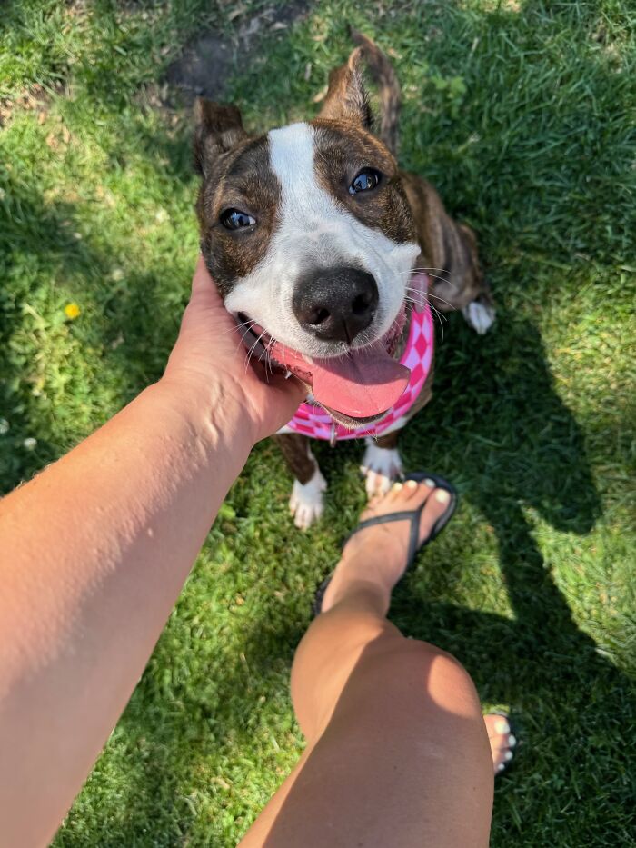 Chicago Rescue Seeks Community Support For Celebration Of Life Gala And Silent Auction