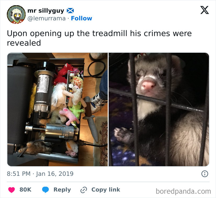 Ferret caught hiding chaotic pet toys inside treadmill, showing mischievous pet menace behavior.