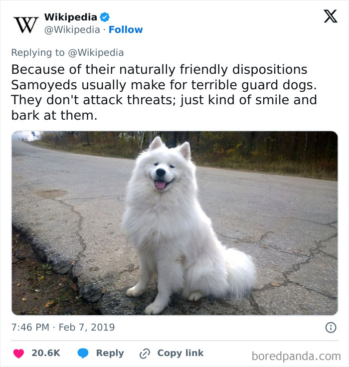 Smiling white Samoyed dog sitting on a road, showing a friendly and funny expression in a relatable dog meme.