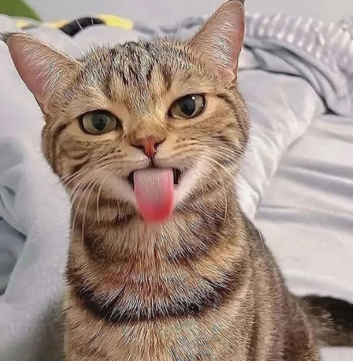 While You're Away, Your Cat's Taking Selfies (10 Pics)