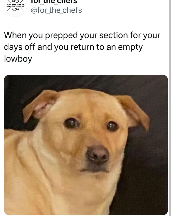 Sad dog meme illustrating relatable chef humor about prepping sections and empty lowboy in kitchen.