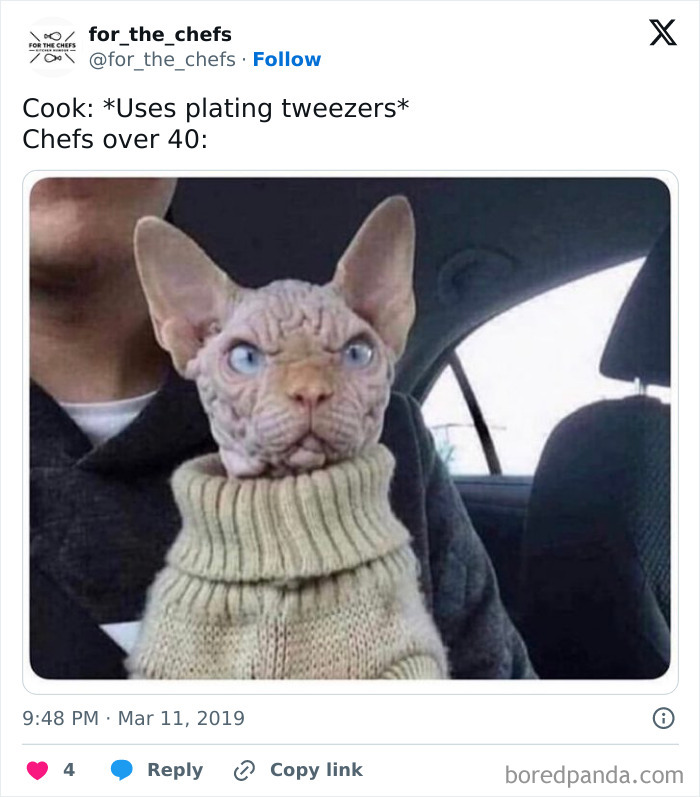 Sphynx cat wearing a sweater with a serious expression, humorously representing chefs over 40 in relatable chef memes.