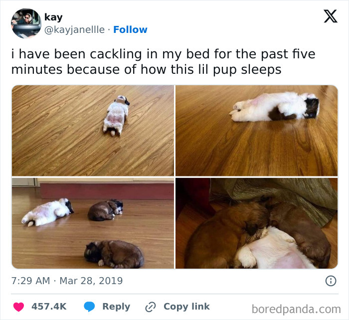 Social media post showing funny dog memes of a small puppy sleeping in various adorable positions on a wooden floor.