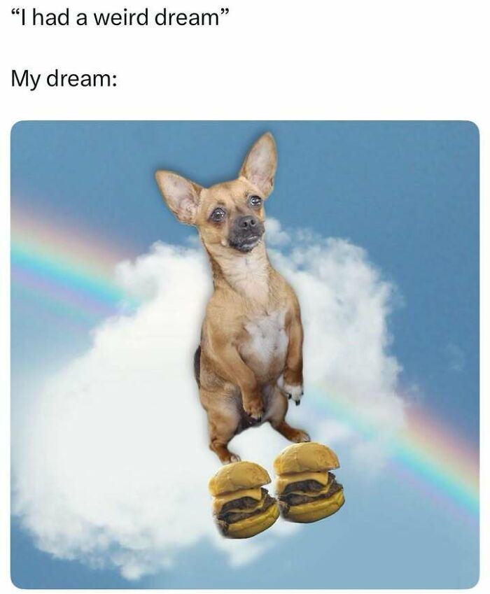 A funny relatable meme featuring a dog wearing burger shoes standing on a cloud with a rainbow background.