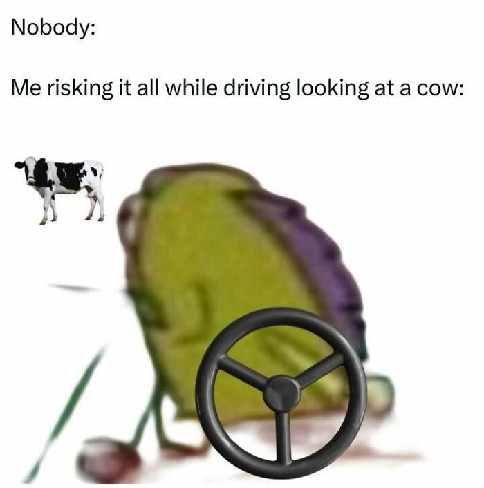 Meme showing a blurred frog with a steering wheel, risking it all while driving looking at a cow relatable meme.