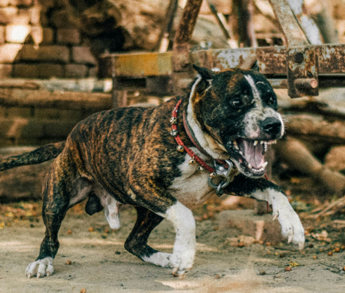 Aggressive dog barking and running, illustrating tips to stay safe and alive in risky situations from an online thread.
