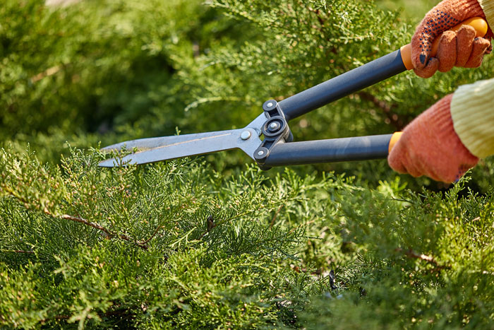 Person wearing orange gloves using hedge clippers to trim green bushes, showing unexpected things people learned about the rich.