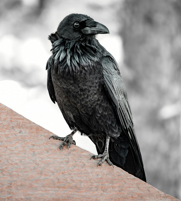 Close-up of a black raven perched on a stone surface showcasing real animal behaviors that are as terrifying as they are strange.