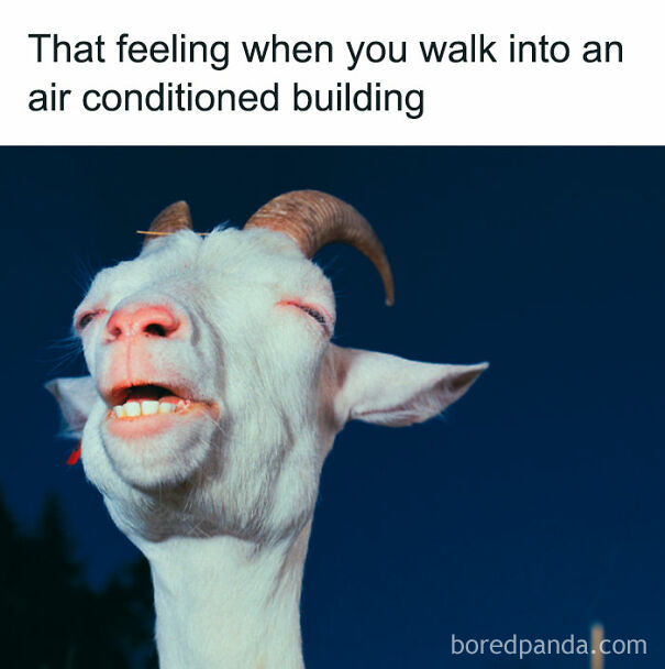 Goat with a satisfied expression representing funny summer memes about enjoying air conditioning indoors.