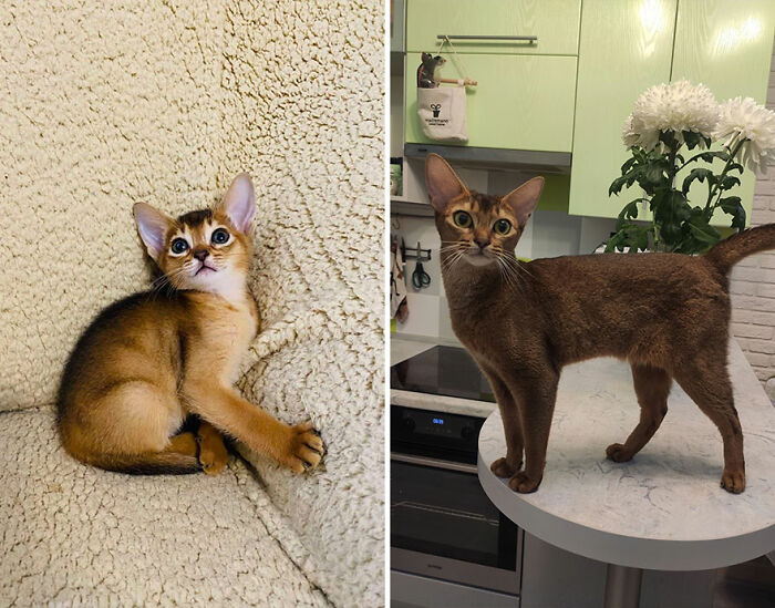 Kitten and cat comparison showing the growth stages of a cat in a cozy home setting on soft and marble surfaces.