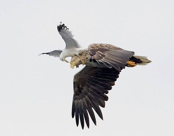 A breathtaking animal photo showing a seagull riding on the back of a large eagle in mid-flight.