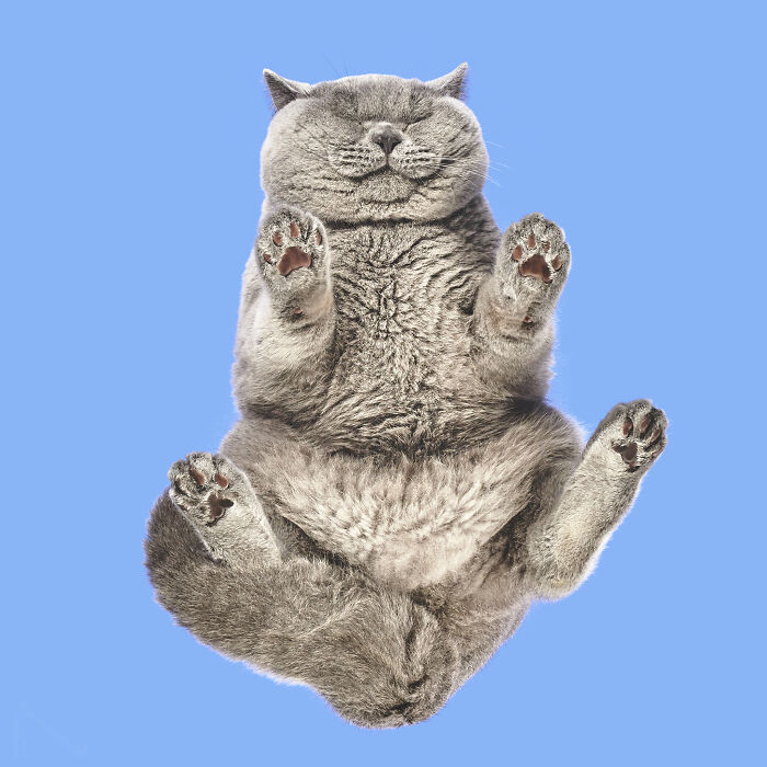 Funny animal photo of a gray cat lying on its back with paws up against a solid blue background