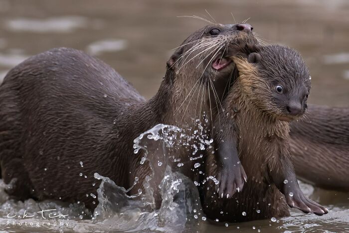 Two otters playfully splashing water, capturing a hilariously unphotogenic animal moment in natural habitat.