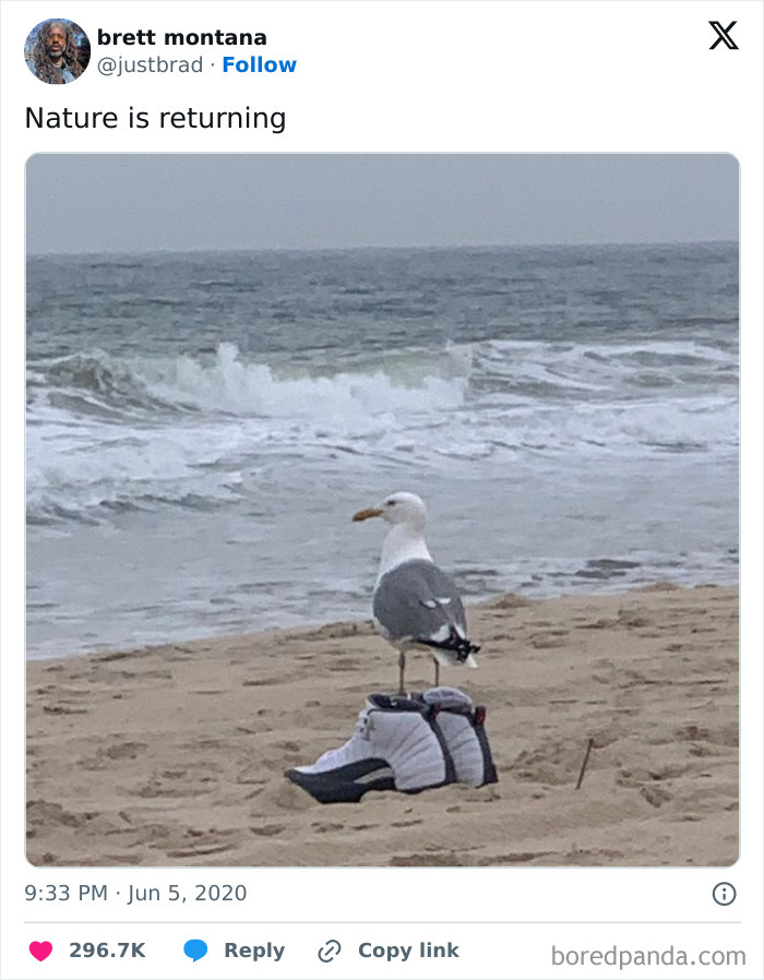 Seagull standing on a sneaker on the beach with ocean waves in the background in a funny nature moment.