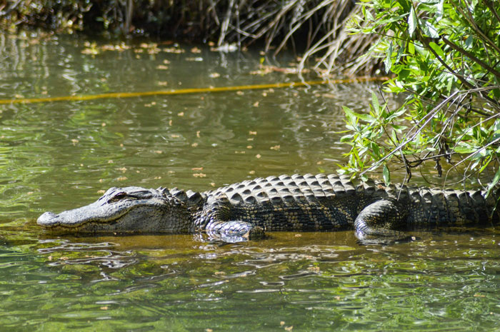 Alligator partially submerged in water near green plants, showcasing real animal behaviors that are terrifying and strange.