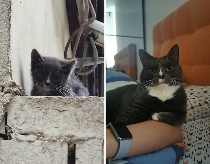 Kitten and grown cat side by side, showing the wholesome growth of a gray and white cat over time.
