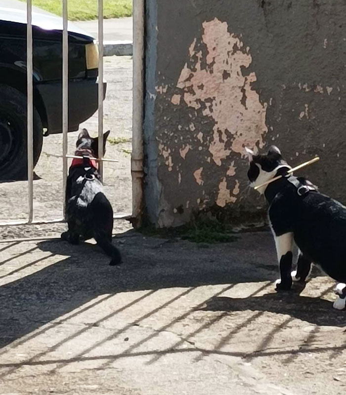Two cats wearing chopsticks as collars demonstrate a genius real-world design for hands-free carrying outdoors.