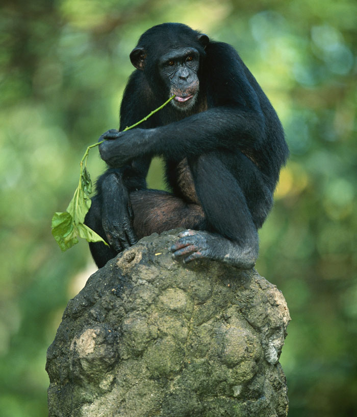 Chimpanzee exhibiting strange real animal behaviors by holding a leafy branch while perched on a large rock.