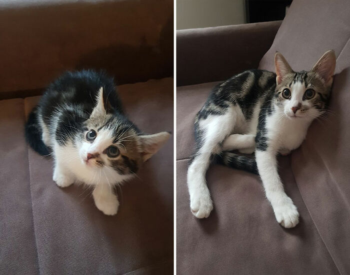 Side-by-side photos of a kitten growing into a cat, sitting and lying on a brown couch with curious expressions