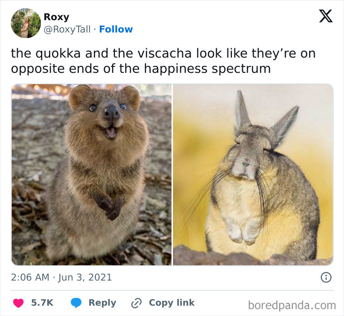 A happy quokka and a serious viscacha side by side, showcasing animals being their hilarious selves.