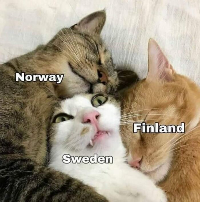 Three cats labeled as Norway, Sweden, and Finland cuddling closely in a funny map representation with humor.