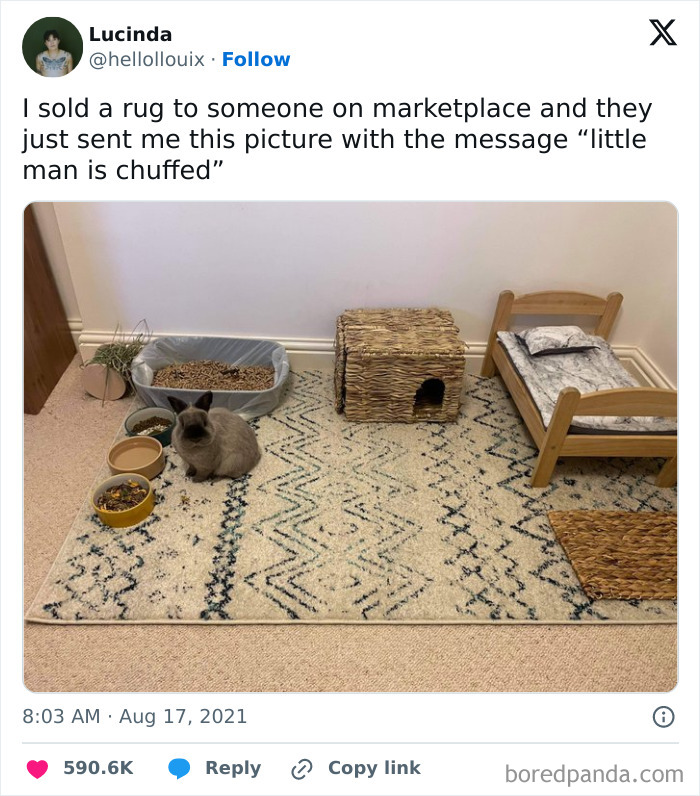 Small gray rabbit sitting on a patterned rug beside food bowls, a litter box, a wooden bed, and a woven hideout showcasing beauty of planet earth.