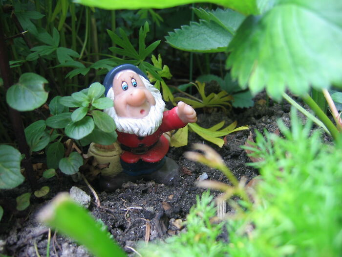 Garden gnome figurine partially hidden among green plants and soil in a natural outdoor setting.