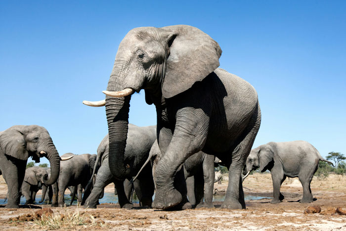 A herd of elephants exhibiting real animal behaviors in a natural habitat under a clear blue sky.