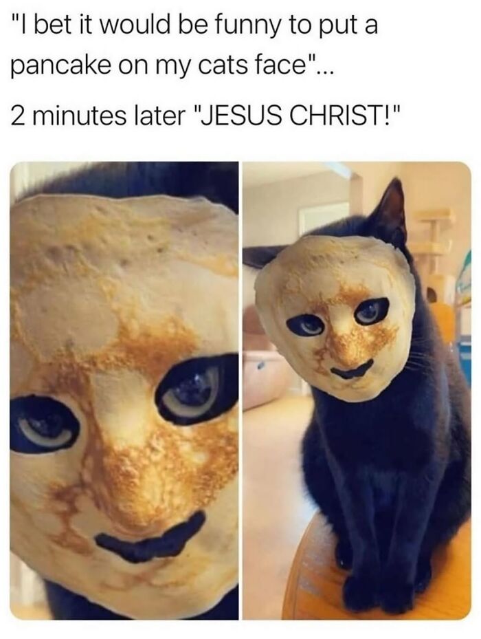 Cat with a pancake placed over its face, creating a funny and pure animal meme with a bizarre expression.