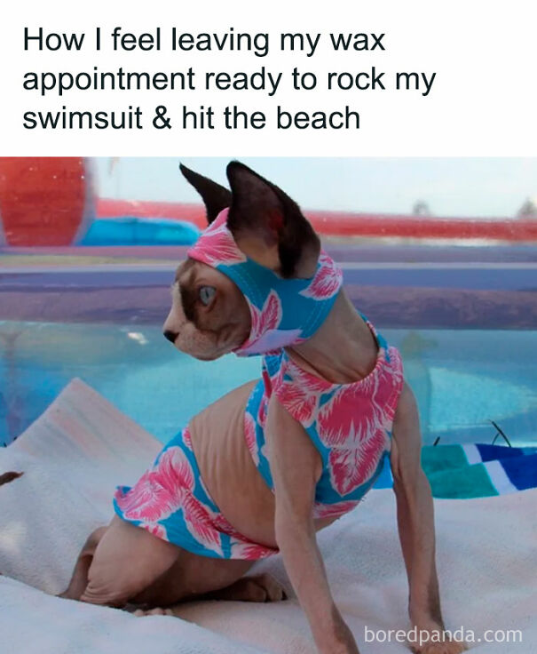 Sphynx cat wearing a colorful swimsuit and headscarf, humorously capturing funny summer memes about enjoying outside.